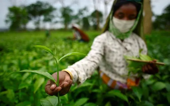 Guwahati Tea Auction Centre to hold first-ever online sale