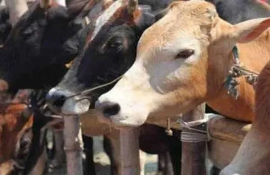 Karnataka To Introduce New Bill On Cow Slaughter