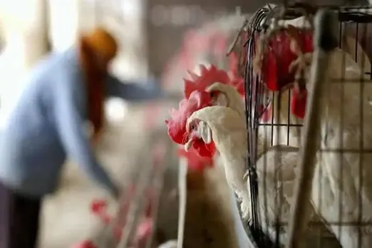 First Case Of Bird Flu In Humans Detected In Russia