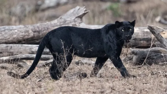 Guwahati Zoo Sends Black Panthers To Ambani’s Gujarat Zoo