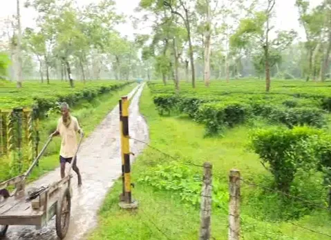 2 Severely Injured By Leopard’s Attack in Moran