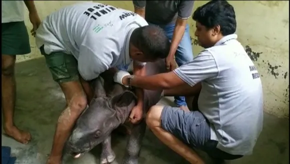 10-Day Old Rhino Calf Rescued from Flood Waters of Kaziranga