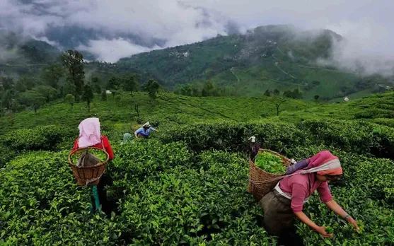 9 Tea Companies In Assam Declare Durga Puja Bonus For Workers