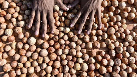 Assam: 2 Held For Robbing Man Off ₹9 Lakhs Worth Areca Nuts