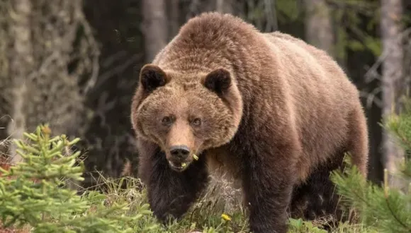 Grizzly bear attack claims lives of two in Banff National Park