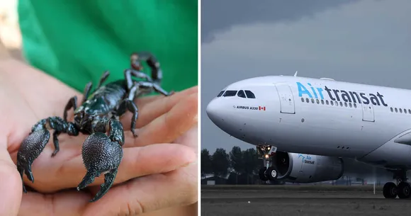 Scorpion Stings Student On Toronto To Calgary Flight