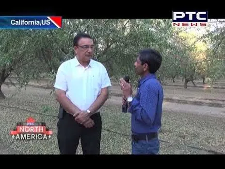 Paul Sihota on Bumper Almond Crop in California, US