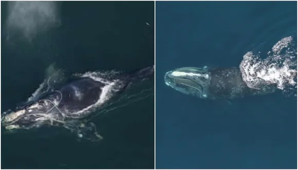 Why are right whales in the North Atlantic smaller now than they were 40 years ago?