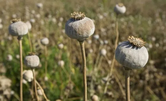 Two women arrested with 14.50 kg of poppy husk