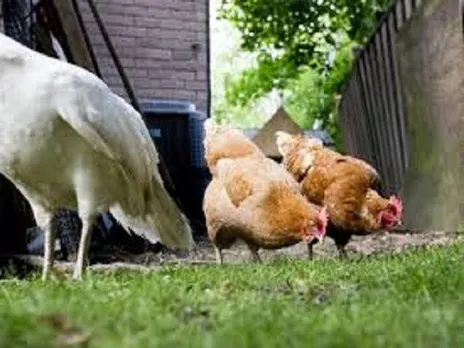 Chickens will be permitted in Toronto backyards under pilot project