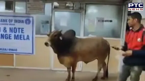 Bull enters SBI branch in UP, creates chaos & confusion among public