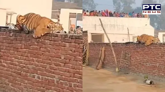 Tiger rests on Gurdwara wall in UP's Pilibhit; locals gather for a glimpse | Watch