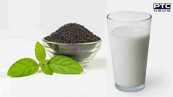 Tulsi Seeds And Milk benefits: ਤੁਲਸੀ ਦੇ ਬੀਜ ਦੁੱਧ 'ਚ ਮਿਲਾ ਕੇ ਪੀਣ ਨਾਲ ਸਰੀਰ ਦੀਆਂ ਇਹ ਸਮੱਸਿਆਵਾਂ ਹੋ ਜਾਣਗੀਆਂ ਦੂਰ, ਜਾਣੋ ਇਸਦੇ ਹੋਰ ਫਾਇਦੇ