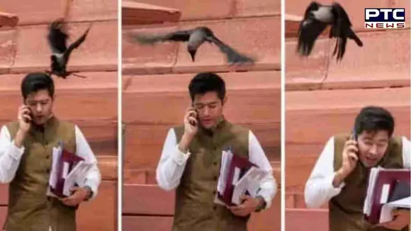 Raghav Chadha's encounter with crow outside Parliament goes viral on social media; deets inside