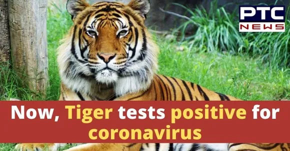 Tiger at New York's Zoo tests positive for coronavirus