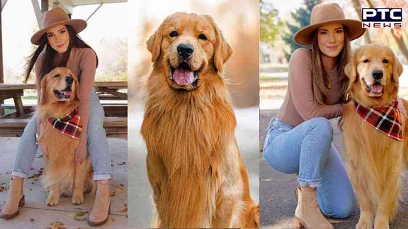 Golden Retriever Tucker earns Rs 8 crore as Instagram star