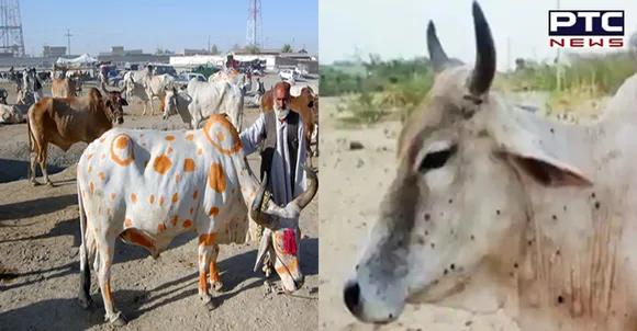 Lumpy Skin disease kills over 800 cattle in single day in Punjab; check symptoms & more