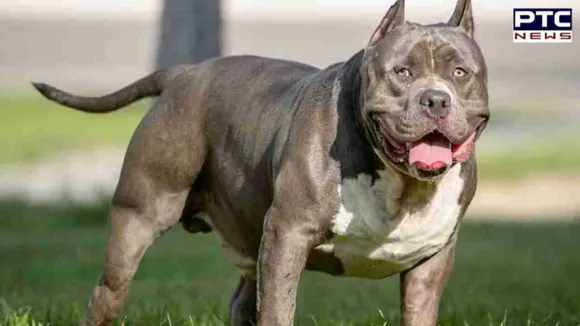 Fatal dog attacks in UK: PM Rishi Sunak pledges to ban American XL bully dog breed