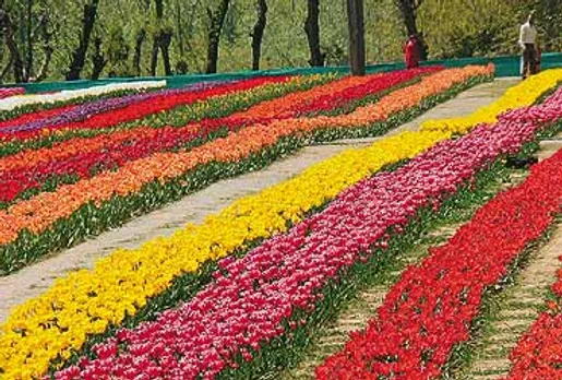 Asia's largest Tulip garden in Srinagar open to visitors