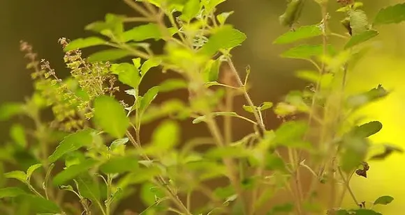 Grow Tulsi plant at home to stay healthier, breathe easier