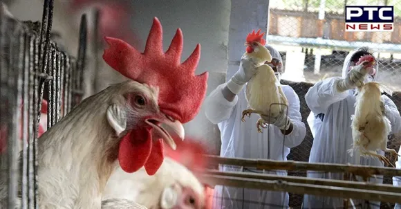 Avian Influenza: Seven states reported bird flu outbreak, details inside
