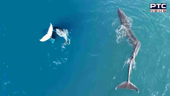 Rare 'headstand' by whale captured on video by YouTuber in the open ocean