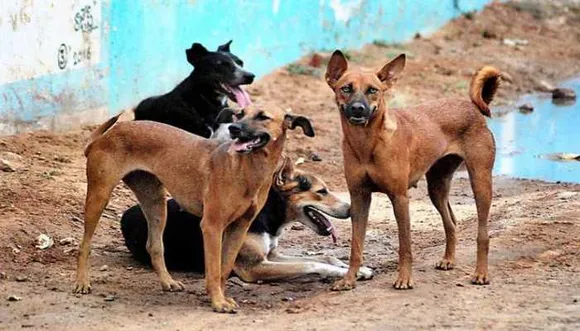 40-year-old man sexually assaults female dog in Maharashtra’s Thane