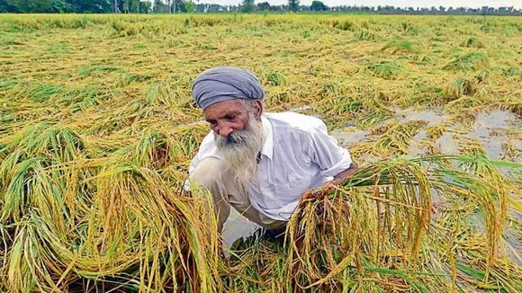 ਇੱਕ ਵਾਰ ਫਿਰ ਕਿਸਾਨਾਂ ਦੇ ਸੋਨੇ 'ਤੇ ਰੱਬ ਦਾ ਕਹਿਰ, ਮੁਰਝਾਏ ਕਿਸਾਨਾਂ ਦੇ ਚਿਹਰੇ