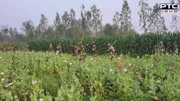 India-Bangladesh border: BSF troops destroy illegal cultivation in Balasi