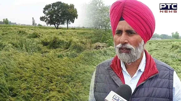 Crop Affected Due to Rain: ਮੀਂਹ ਪੈਣ ਨਾਲ ਕਿਸਾਨਾਂ ਦੇ ਮੁਰਝਾਏ ਚਿਹਰੇ