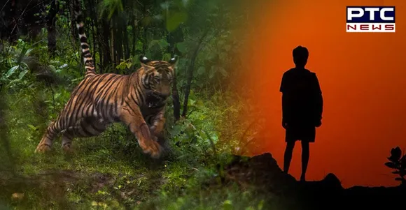 Karnataka: 8-year-old boy mauled to death by a 'man-eater' tiger