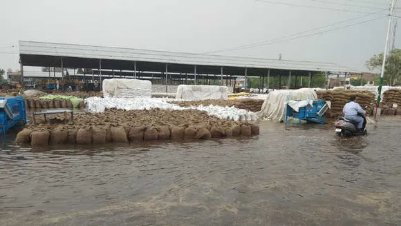 Rain adds to the misery of farmers, 2 lakh MT of wheat destroyed