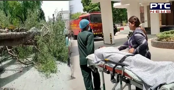 चंडीगढ़: निजी स्कूल में गिरा 250 साल पुराना पीपल का पेड़, 19 बच्चे घायल...1 की मौत