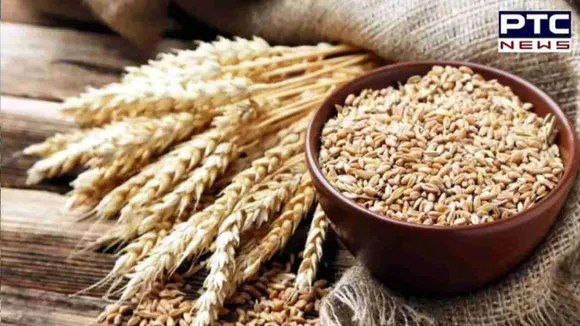 Govt hikes wheat MSP by Rs 150 to Rs 2,275 per quintal ahead of assembly polls