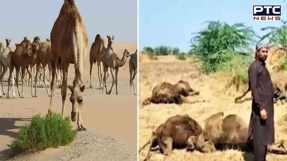 Tragedy strikes as 25 Camels succumb to polluted water in Gujarat