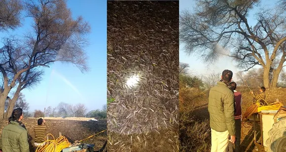 Locust swarms completely wiped out in Punjab’s Fazilka district on CMs order