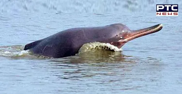 Govt: Indus dolphin is state’s aquatic animal