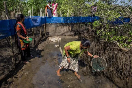 mangrove conservation JSW foundation