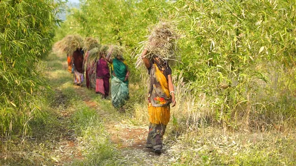 shg women in forest