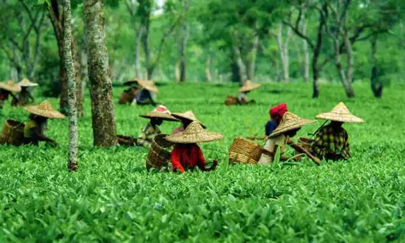 Assam Tea Gardens 