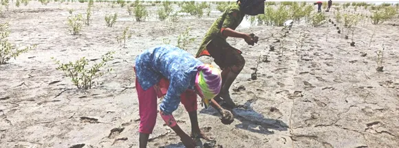 adani foundation helping gujarat save mangrove