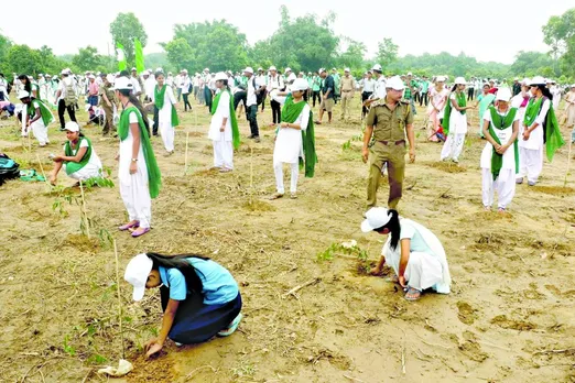 odissa tree plantation