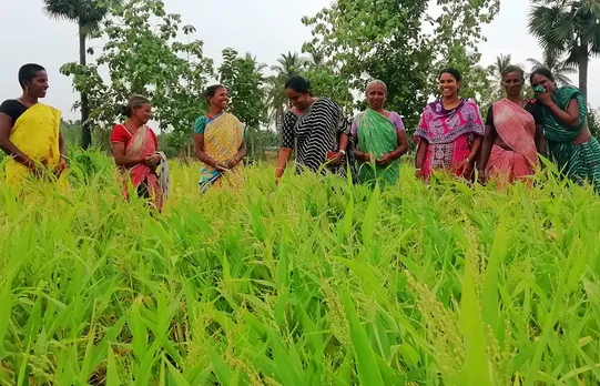 women crop millet