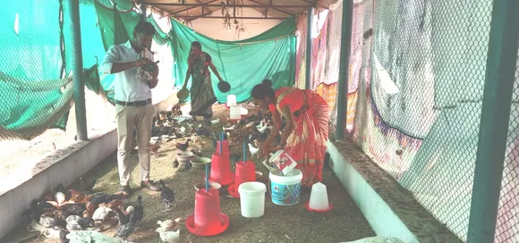 Quail Farming