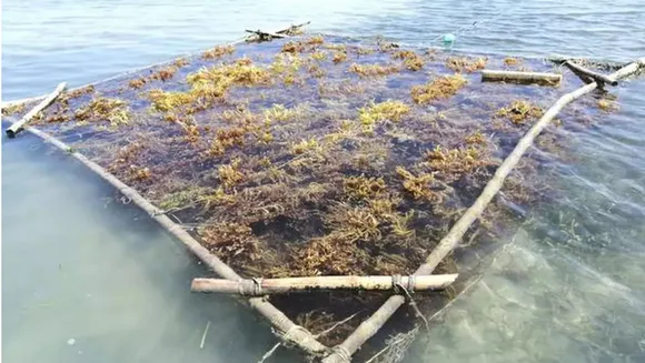 seaweed farming Lakshadweep 