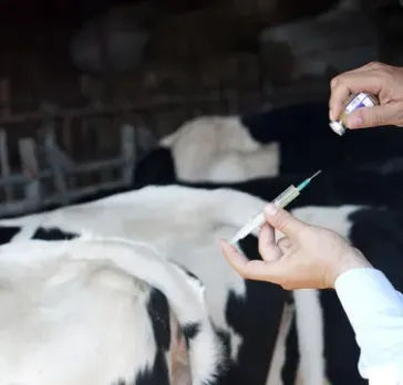 SHG women trained in Artificial Insemination in Dairy Cows 