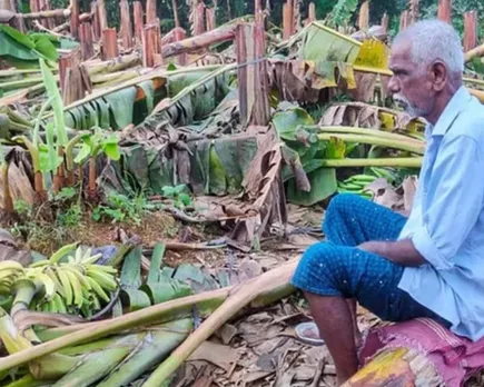 കെ.എസ്.ഇ.ബിക്കാർ വെട്ടി നശിപ്പിച്ചത് കേവലം വാഴയല്ല, കർഷകന്റെ ജീവിതമാണ്; വിദ്യുഛക്തി ബോര്‍ഡ് ജീവനക്കാര്‍ വെട്ടിനിരത്തിയത് കഷ്ടപ്പെട്ടു വളര്‍ത്തിയ 700-ലേറെ വാഴകൾ! ഉദ്യോഗസ്ഥര്‍ തന്നെ വിള നശിപ്പിച്ചാല്‍ കര്‍ഷകനെ ആരു സഹായിക്കും? ആര് ഇന്‍ഷുറന്‍സ് തുക നല്‍കും ? - മുഖപ്രസംഗത്തില്‍ ജേക്കബ് ജോര്‍ജ്