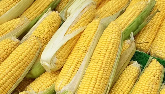 sweetcorn