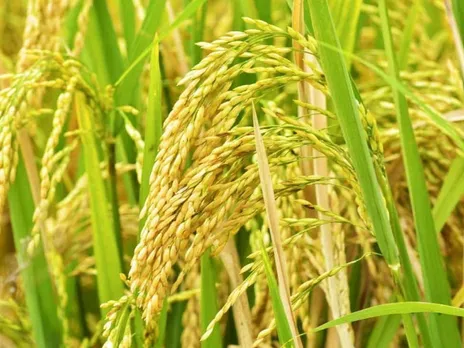 paddy field