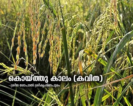 കൊയ്ത്തു കാലം (കവിത)